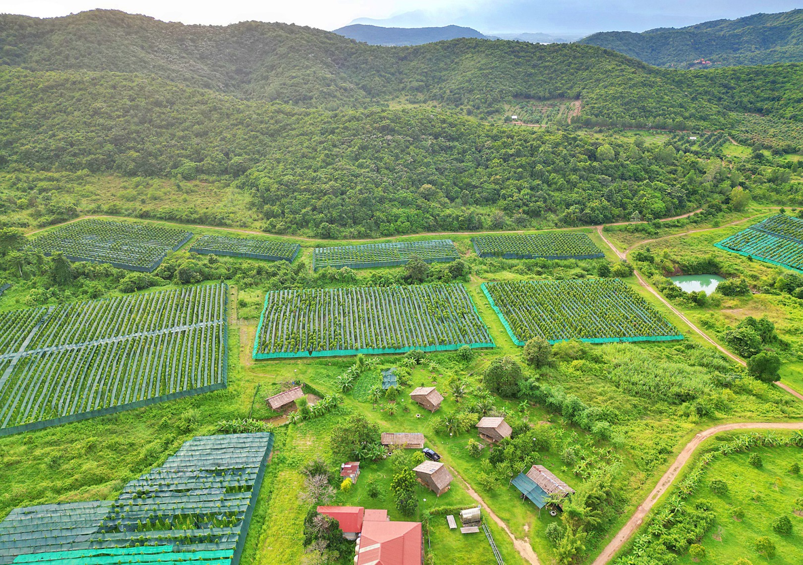 Plantation illustrating Kampot agriculture